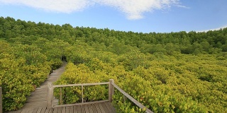 红树林和木桥