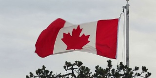 飘扬的加拿大国旗，微风拂面的日子