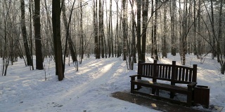 冬天的森林，被阳光照亮