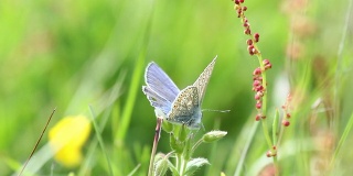 夏日草地上的蓝蝴蝶