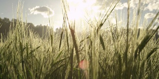 日出时，绿油油的小麦上覆盖着晨露