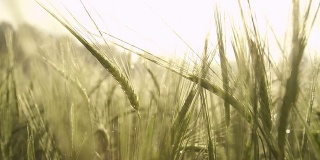 日出时，绿油油的小麦上覆盖着晨露