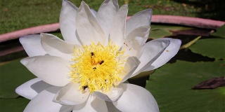 池塘里有白莲和蜜蜂