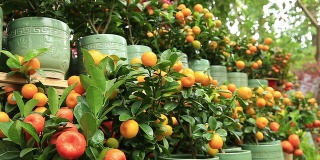 柑橘类水果长在树上