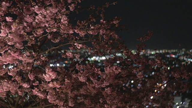 运动镜头的发光樱花和城市夜景的背景。