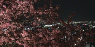 运动镜头的发光樱花和城市夜景的背景。