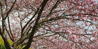 松田樱花在阳光下盛开的动态镜头。