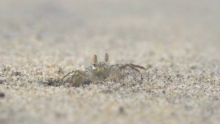 慢镜头:海滩上的小螃蟹视频素材模板下载
