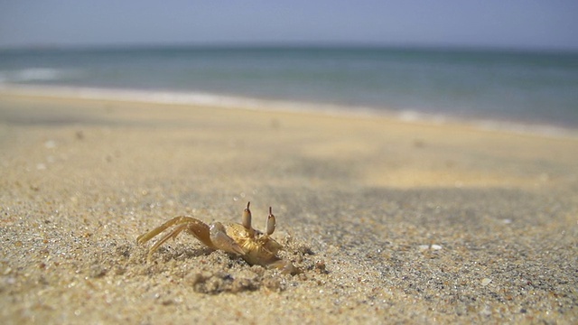 慢镜头:海滩上的小螃蟹