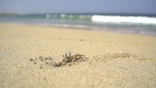 慢镜头:海滩上的小螃蟹视频素材模板下载