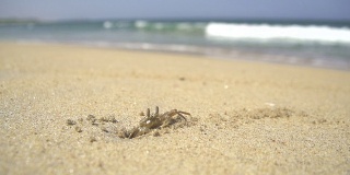 慢镜头:海滩上的小螃蟹