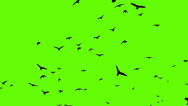 乌鸦绒绿屏风