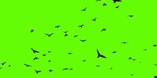 乌鸦绒绿屏风