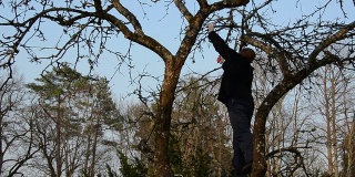 苹果树上的园丁用剪子修剪树枝的全景