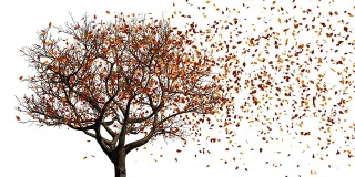 树。从春天到秋天