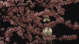 樱花和东京夜景视频素材模板下载