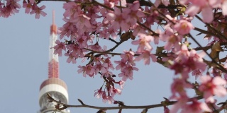 樱花和东京塔。