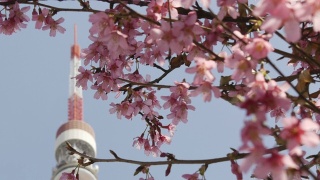 樱花和东京塔。视频素材模板下载