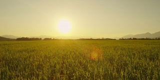 近景:夕阳透过麦叶照耀