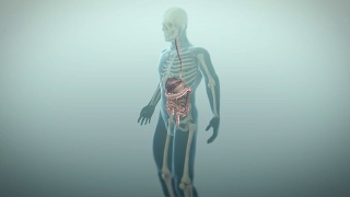 人体胃肠道或胃肠道的三维动画视频素材模板下载