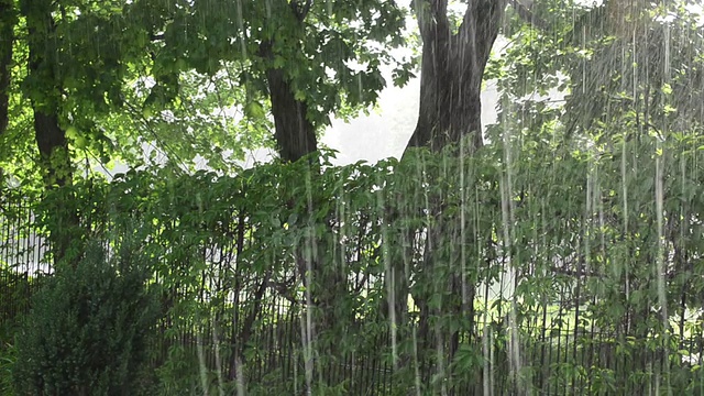 惊人的强降雨，秋天刷新树木和爬山虎公园