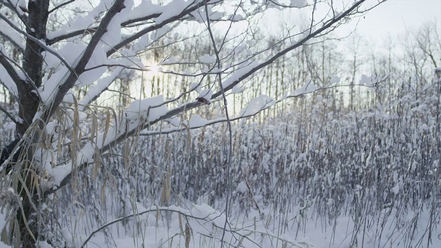 慢镜头:冬天，雪花从树上飘落