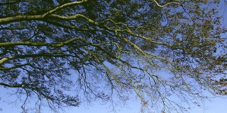 树枝在蓝天的映衬下形成鲜明的对比