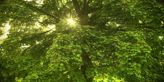 美丽的阳光穿过树。HD 1080。