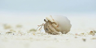 特写:小寄居蟹从壳里出来了