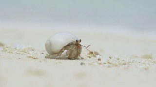 近景:沙滩上的寄居蟹视频素材模板下载