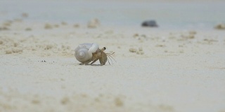 慢镜头:小寄居蟹在沙滩上爬行
