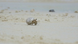 慢镜头:小寄居蟹在沙滩上爬行视频素材模板下载