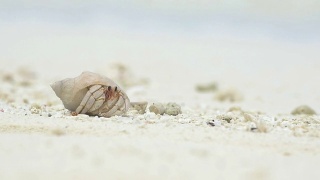 近距离观察:马尔代夫岛上的寄居蟹视频素材模板下载