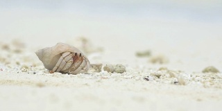 近距离观察:马尔代夫岛上的寄居蟹