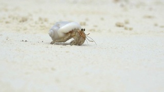 慢镜头:白沙滩上的寄居蟹视频素材模板下载