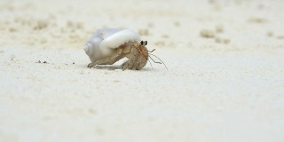慢镜头:白沙滩上的寄居蟹