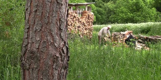 村民们把柴棚附近的粗柳条支架砍了