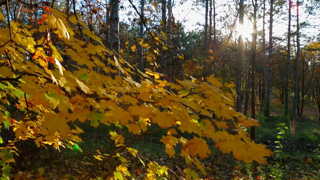 秋色斑斓的落叶树林