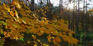 秋色斑斓的落叶树林