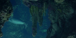 热那亚水族馆，海豹在水下游泳