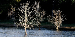 坝区的枯树。