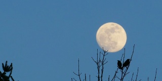 两只鸟欣赏满月升起，然后一起飞走。