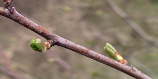 绿芽在树枝上绽放，宣告着春天的来临