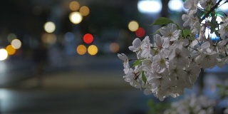 樱花盛开的夜景和城市的街灯。