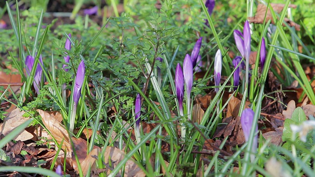 近紫、白草花晨露、霜、和风