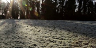 潘太阳镜头光晕霜草地-晨露和长影子剪影树-美丽的乡村寒冷的冬季场景