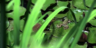 绿色叶子上的棕色青蛙。