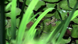 绿色叶子上的棕色青蛙。视频素材模板下载