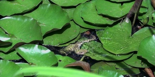 青蛙跳进水里。