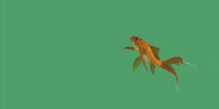 绿色屏幕上的一条金鱼
